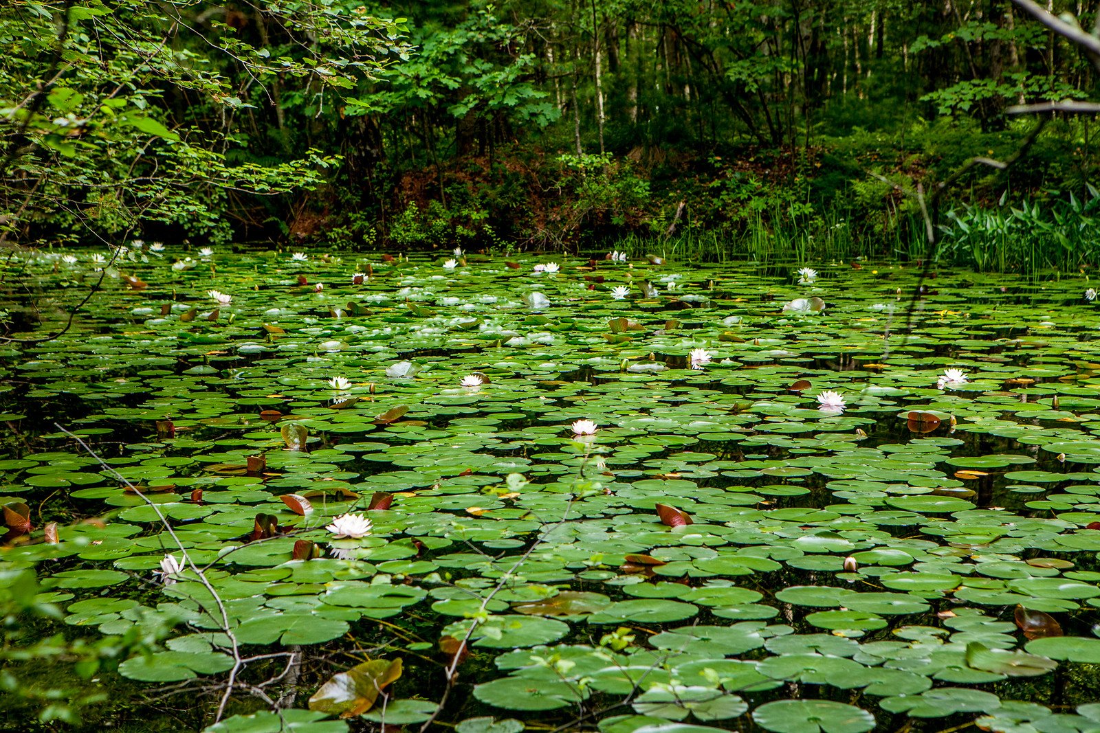 Lillly Pond at the Inn of the Tartan Fox... pond covered in green lily pads with small white water-lily blooms, surrounded by dense summer woods.